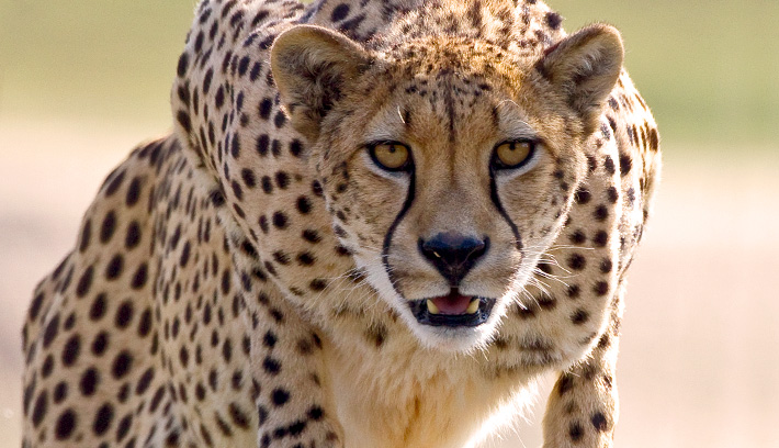 cheetah firce stare
